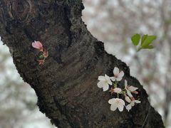 -武汉大学-樱园