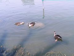 -大宁郁金香公园-停车场