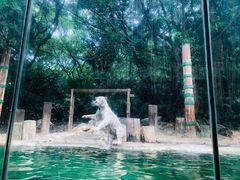 -广州长隆野生动物世界