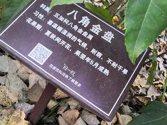 -合肥滨湖国家森林公园