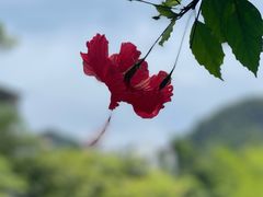 -靖西鹅泉风景区