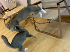 -猫咪派对(江南西店)