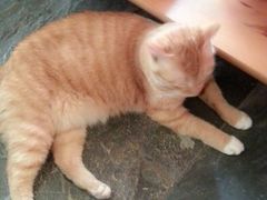 -三楼上的猫咖啡馆(山师东路店)