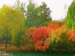 -大兴滨河森林公园