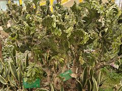 -南宫五洲植物乐园