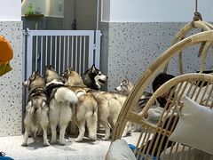-Husky Go!哈士奇体验馆·宠物咖啡厅狗咖
