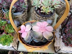 -循礼门鲜花花市(武汉循礼门店)