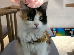 -绒爪撸猫下午茶·猫咖