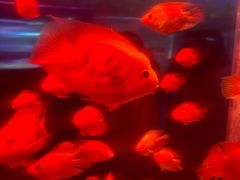 -荆州中山公园动物园