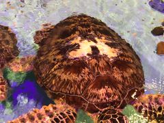 -波塞冬旅游度假区