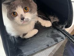 -乐琪宠物医院·犬猫专科·骨外科·急重症