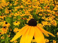 -吴淞炮台湾湿地森林公园烧烤区