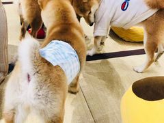 -逗柴咖啡屋·狗咖猫咖宠物桌游