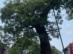 -老槐树煎包