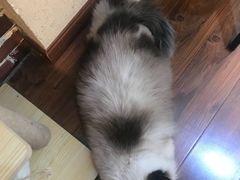 -猫友咖啡店(玉林西路店)