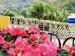 -梧桐山风景名胜区