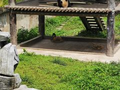 -中国大熊猫保护研究中心雅安碧峰峡基地