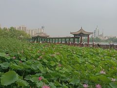 -莲花池公园