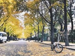 -三里屯东五街银杏大道