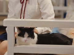 -Anne猫窝咖啡屋