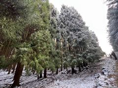 -武陵山森林公园