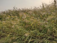 -绿堤公园