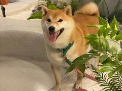 -帕帕拉兹宠物(亚洲旗舰店)