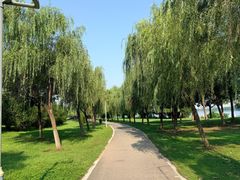 -金银湖国家城市湿地公园