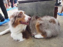 -TrueLove @ Neverland (Husky Cafe)