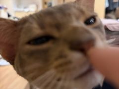 -欣宠猫屋·矮脚拿破仑·蓝金金渐层