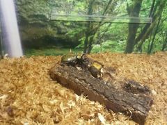 android_upload_pic-上海大自然野生昆虫馆
