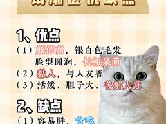 -lincat·猫舍(广州店)