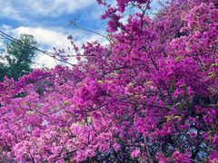 -深圳市中科院仙湖植物园