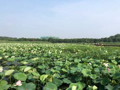 -荷塘月色湿地公园·向阳花洲