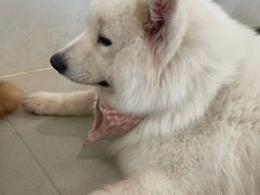 -共舞时光猫咖·狗咖(新街口店)