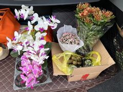 -龙大花卉苗木市场