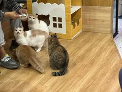 -滚猫咖啡·猫咖·猫友好撸猫(未来城店)