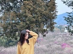 -香雪海