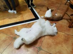 -more than meow吴止猫主题餐厅(承德 中船汇店)