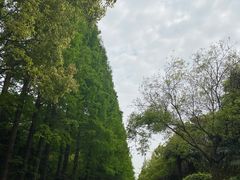 -上海滨江森林公园