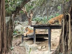-广州长隆野生动物世界