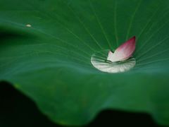 -荔湾湖公园