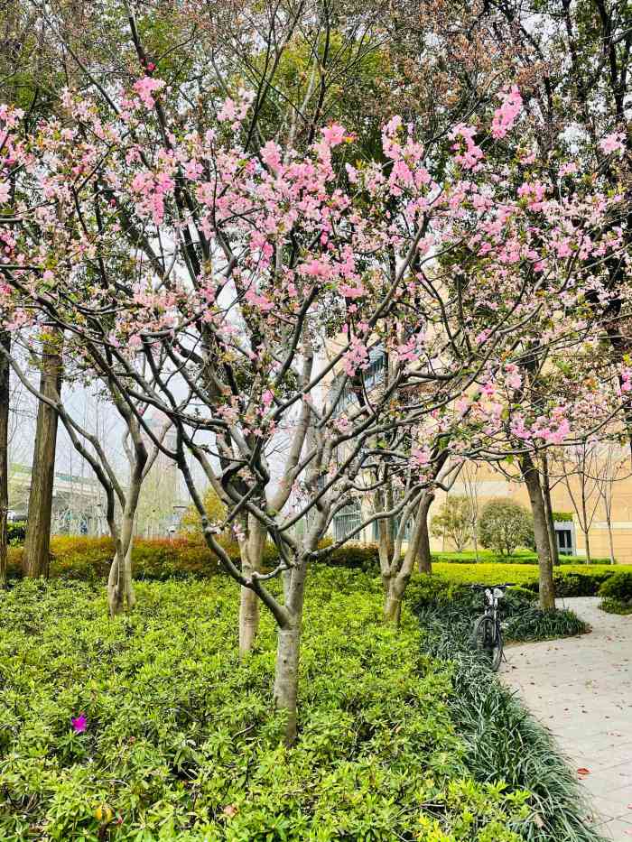 延虹绿地-"每天上下班会经过,绿地内绿化品种较多,小.