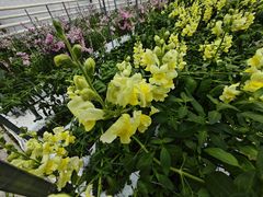 -上海鲜花港