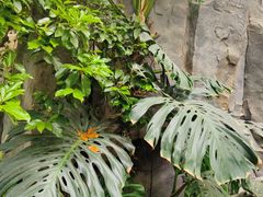 -南宫五洲植物乐园