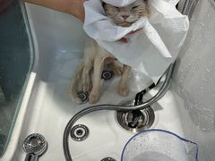 -PETKIT 小佩宠物·低压洗护·美容·寄养(安远店)