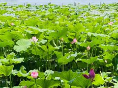 -西湖文化广场