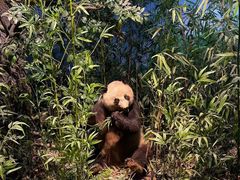 -陕西自然博物馆