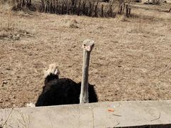 -沈阳森林动物园