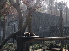 -都江堰中华大熊猫苑